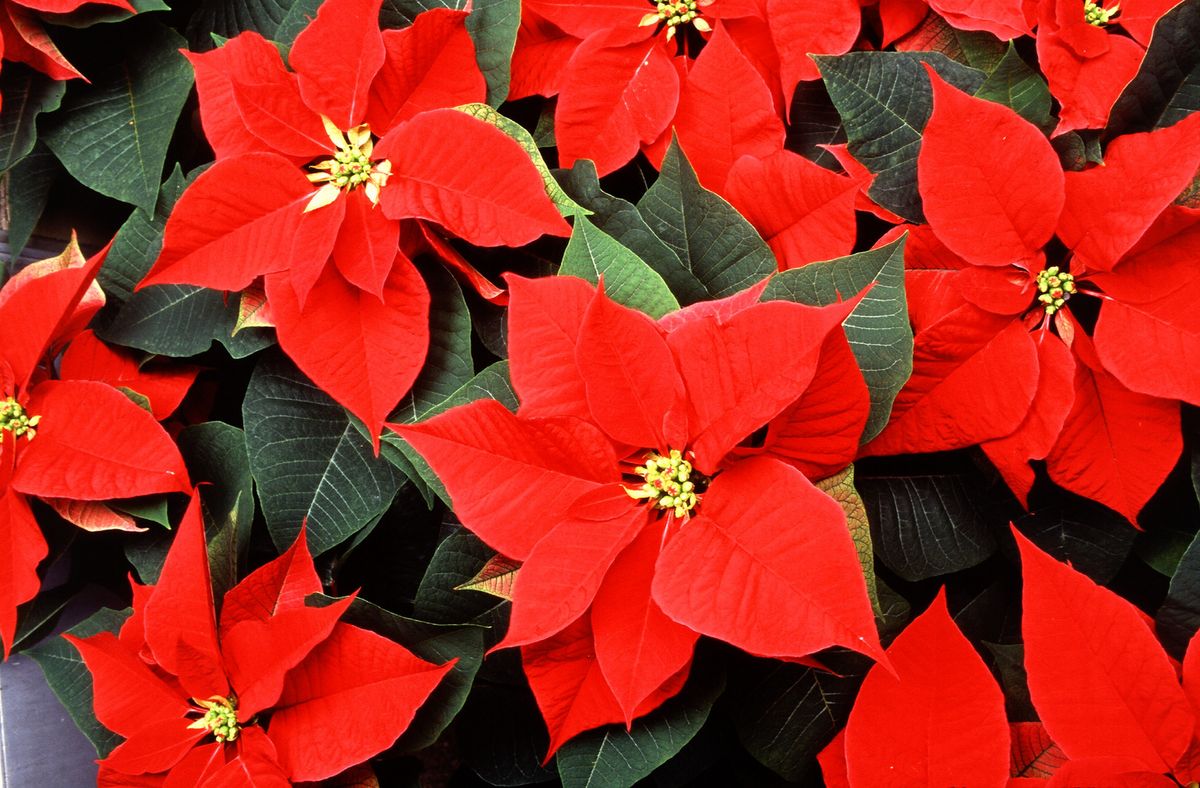 Weihnachtsstern pflegen: so gelingt's | Hauert MANNA