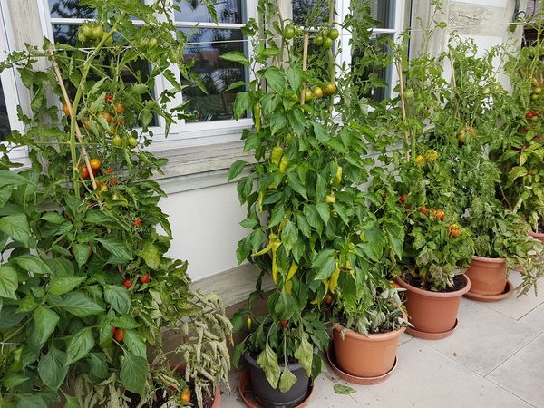 Tomatenpflanzen (und eine Peperoni) in Töpfen an einer Hauswand