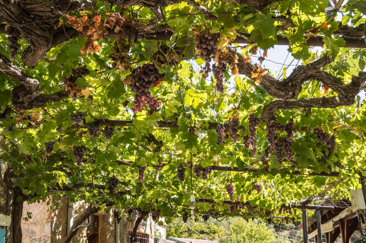 So legen Sie einen Sichtschutz aus Weinreben an Hauert MANNA