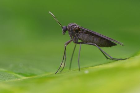 Trauermücken Macroimage