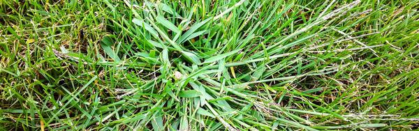 Detail-Aufnahme von Hirse im Rasen.