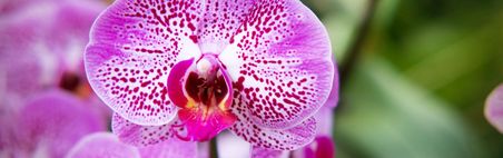 Nahaufnahme von Orchideenblüten