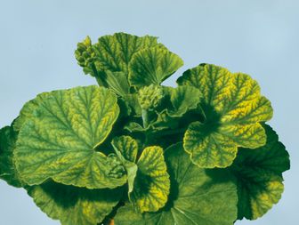 Pelargonie mit Eisenmangel