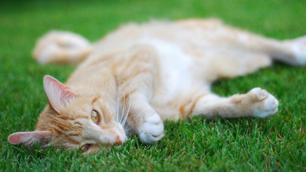 Katze liegt auf Rasen.