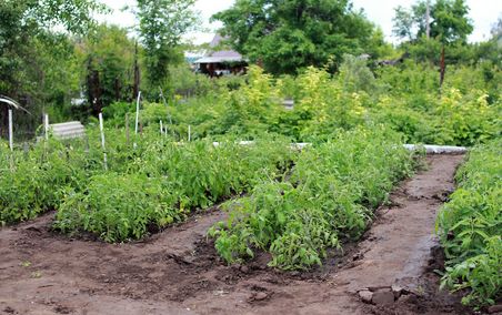 Gartenbeete mit jungen Tomatenpflanzen.