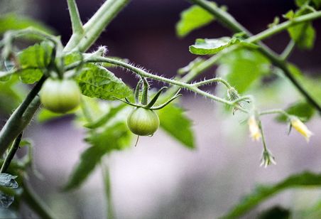 Tomatenpflanze mit grünen Tomaten und gelben Blüten.