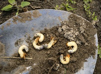 Ausgegrabene Engerlinge liegen auf einer Gartenschaufel.