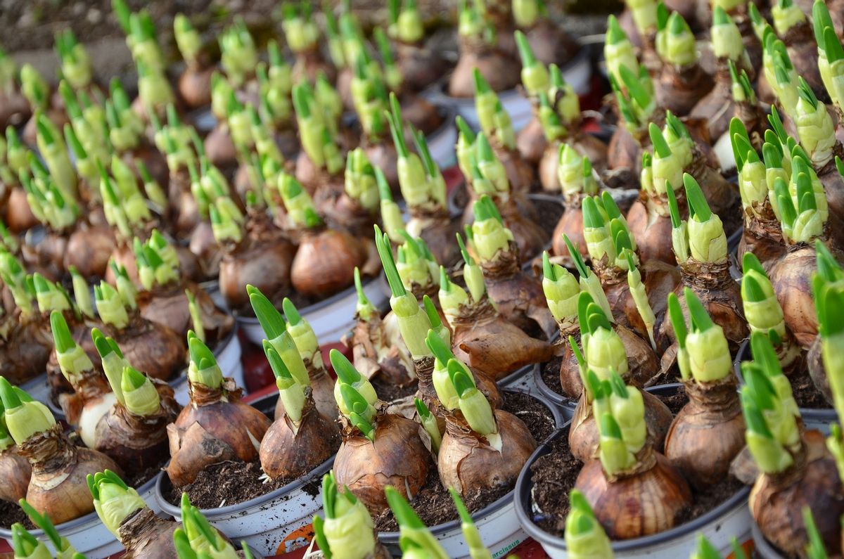 Blumenzwiebeln einziehen lassen: so geht's | Hauert MANNA