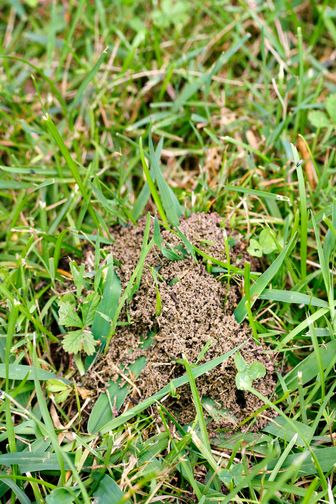 Kleiner Ameisenhügel im Rasen.