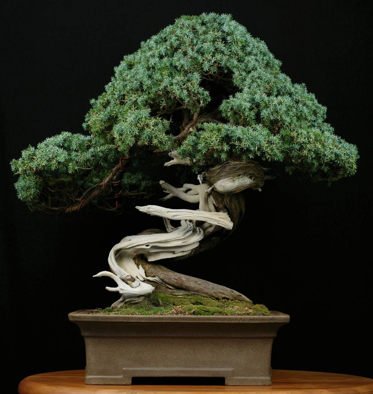 OutdoorBonsai Arten, Standort + Pflege Hauert MANNA
