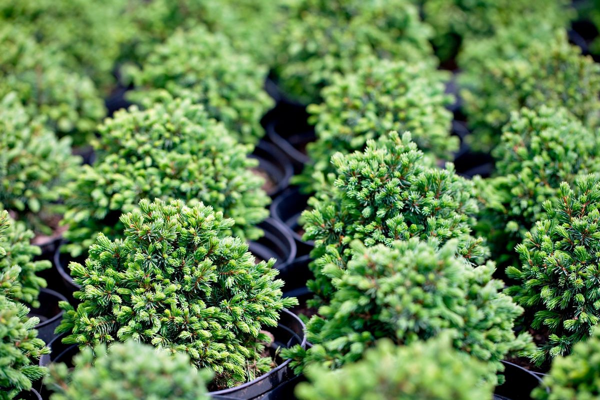 mittelmeer schneeball düngen Mittelmeerschneeball, Viburnum tinus…