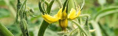 Detail-Aufnahme eines Tomatentriebes mit einer Blüte, unscharfer Hintergrund.