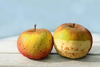 Apfel, Äpfel mit Calciummangel und Stippe