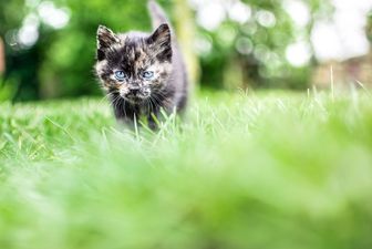 Eine junge Katze läuft über einen Rasen.