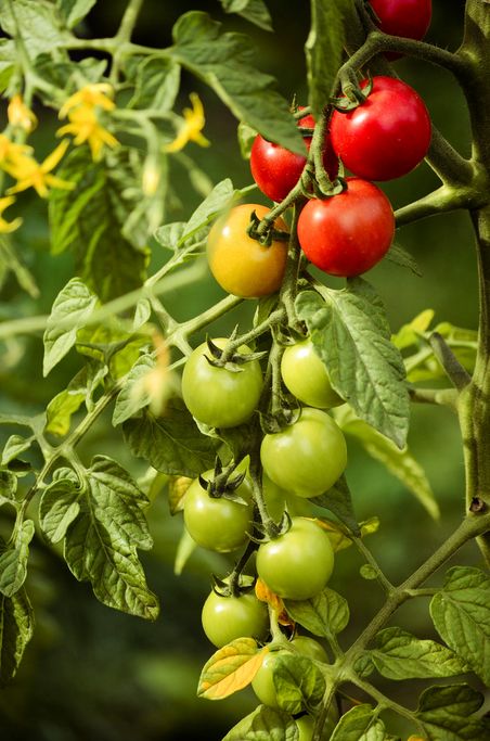 Rispe an Tomatenstaude mit roten, gelben und grünen Tomaten. Blüten im HIntergrund.
