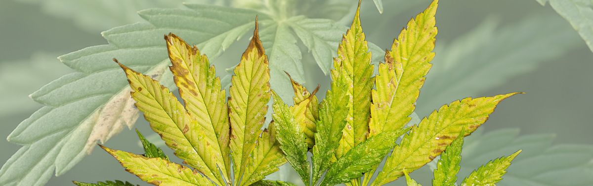 Mangelsymptome bei Cannabis | Hauert MANNA