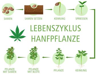 Infografik - Lebenszyklus einer Hanfpflanze